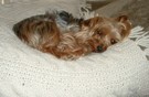 I like to sleep on Kate's hand-knit afghan.