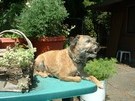 Scout helping to plant the back garden
