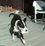 Molly-playing.jpg